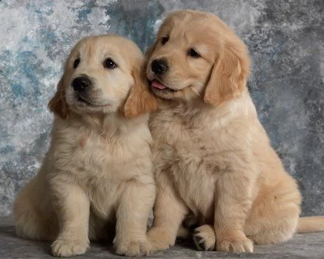 cuccioli di golden retriever