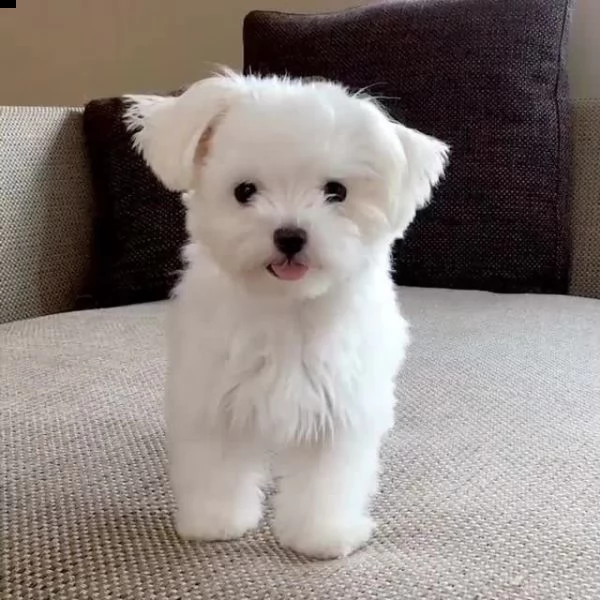 cuccioli di maltese mini toy