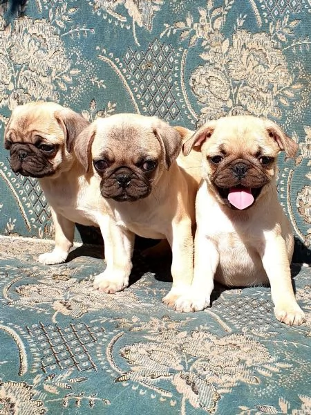 cuccioli di carlino con pedigree enci