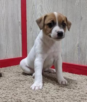 cuccioli di jack russell terrier con pedigree