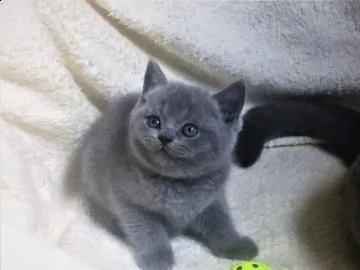 cuccioli di razza british shorthair