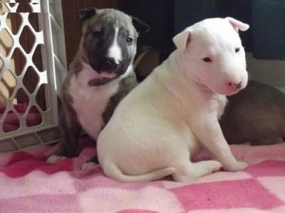 regalo bull terrier cuccioli per ladozione