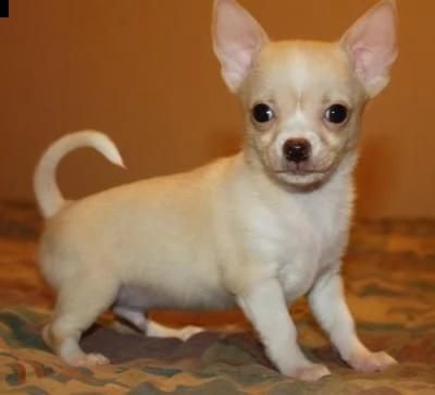 chihuahua cuccioli disponibile per ladozione