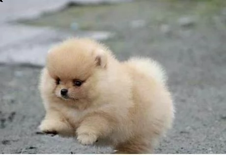mini mini cucciolini volpini pomerania toy piccolissimi tenerissimi e sofficissimi