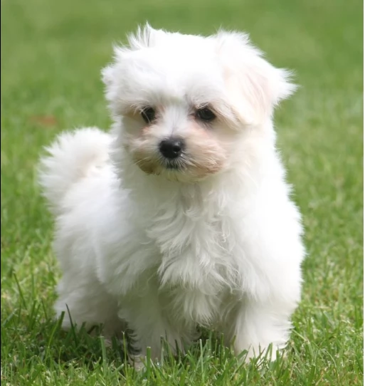  cuccioli di maltese mini toy