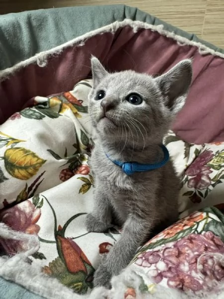 Splendidi gattini blu di russia