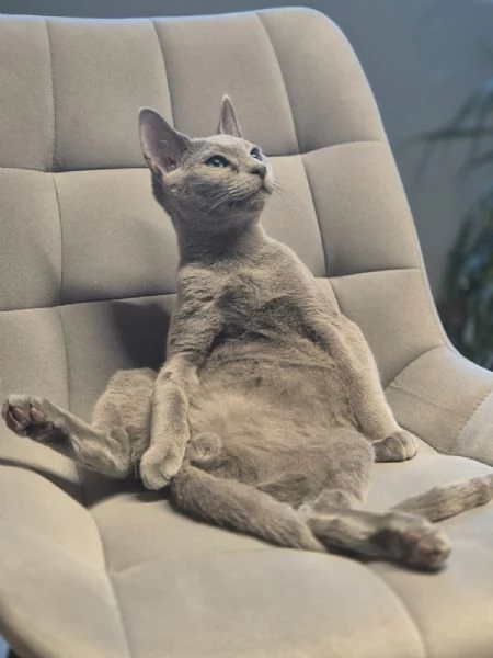 Splendidi gattini blu di russia | Foto 3