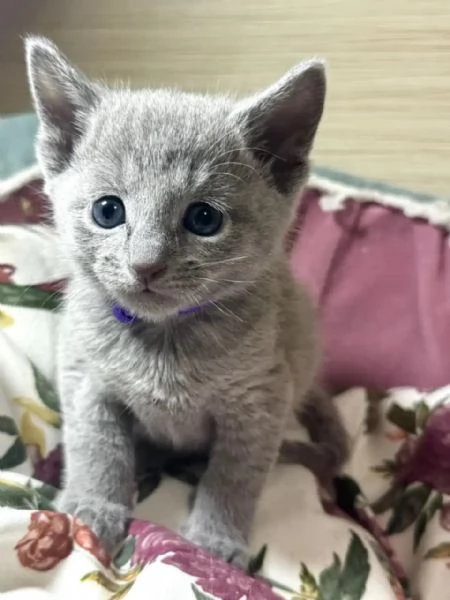 Splendidi gattini blu di russia | Foto 3