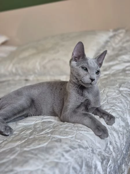 Splendidi gattini blu di russia | Foto 1
