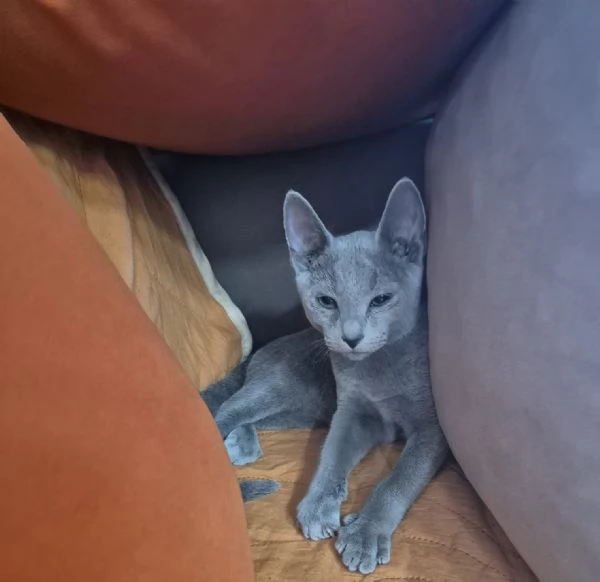 Splendidi gattini blu di russia | Foto 0