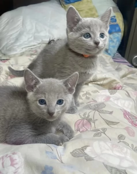 Splendidi gattini blu di russia | Foto 0