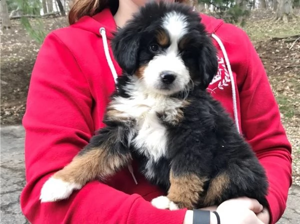 danny dolce bovaro del bernese