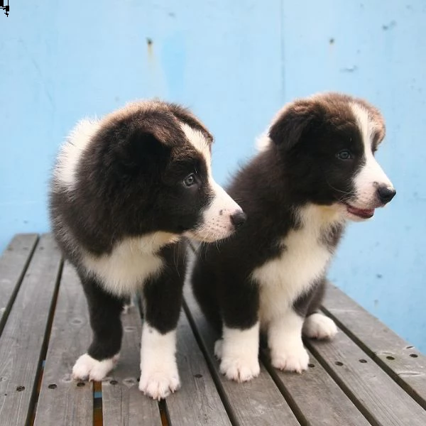 i cuccioli di border collie  hanno bisogno di una nuova casa