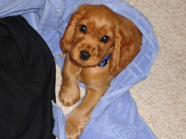 cuccioli di cocker spniel hanno bisogno di una nuova casa | Foto 0