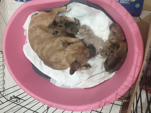 vendo dei bellissimi  cuccioli  bulldog  francesi  | Foto 6
