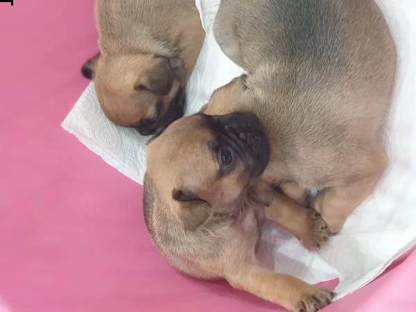 vendo dei bellissimi  cuccioli  bulldog  francesi  | Foto 5
