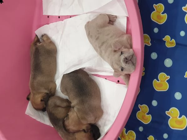 vendo dei bellissimi  cuccioli  bulldog  francesi 