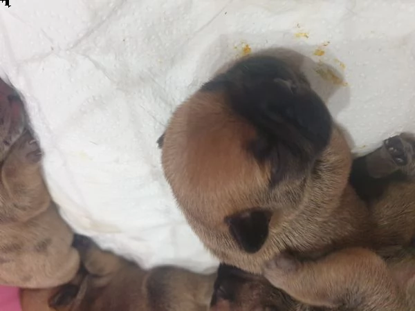 vendo dei bellissimi  cuccioli  bulldog  francesi  | Foto 4