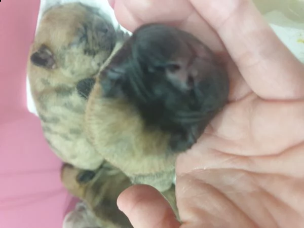 vendo dei bellissimi  cuccioli  bulldog  francesi  | Foto 3