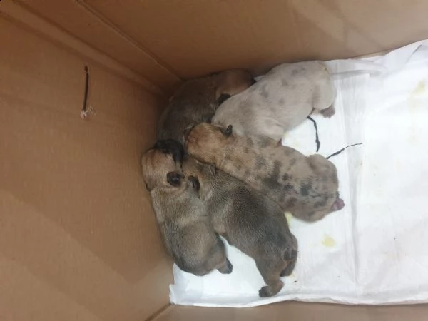 vendo dei bellissimi  cuccioli  bulldog  francesi  | Foto 2