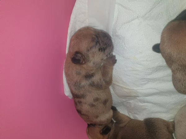 vendo dei bellissimi  cuccioli  bulldog  francesi  | Foto 1