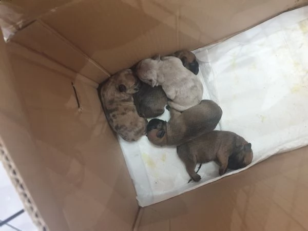 vendo dei bellissimi  cuccioli  bulldog  francesi  | Foto 0