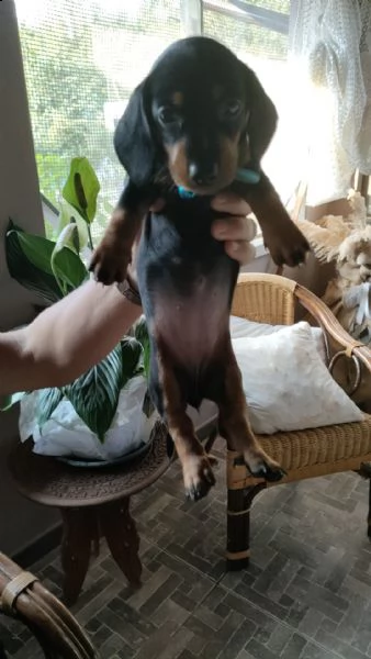 bassotti femmina nero focato  | Foto 0
