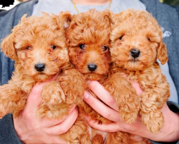 barboncini nani toy fulvi red neri bianchi cioccol