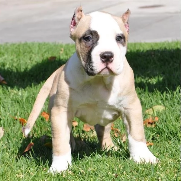regalo cuccioli di pitbull