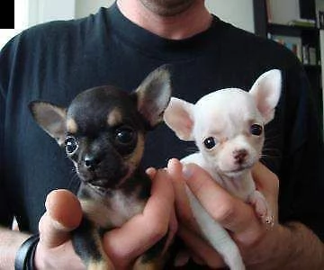cuccioli di chihuahua maschio e femmina taglia toy visibili e disponibili hann