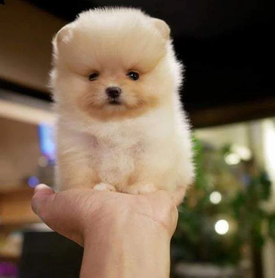 volpino di pomerania champagne toy di 60 giorni con primo vaccino