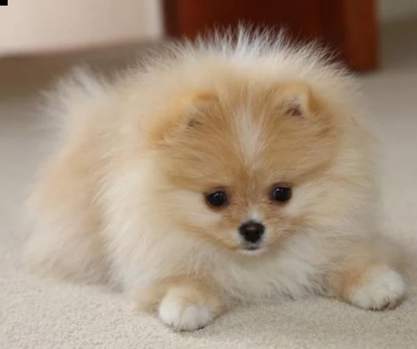 regalo  volpino pomerania mini toy  | Foto 2