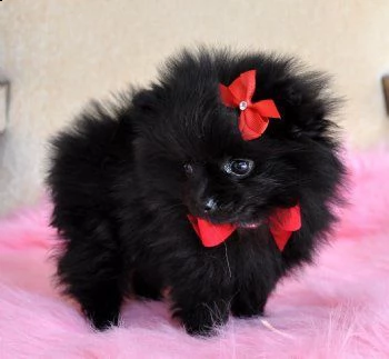regalo  volpino pomerania mini toy  | Foto 1