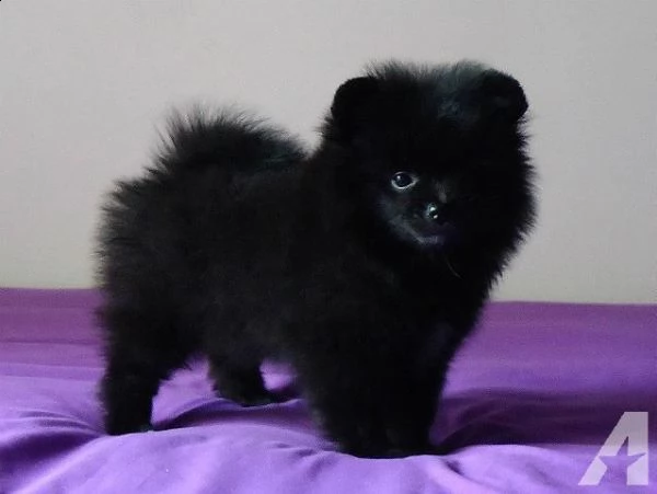 regalo  volpino pomerania mini toy  | Foto 0
