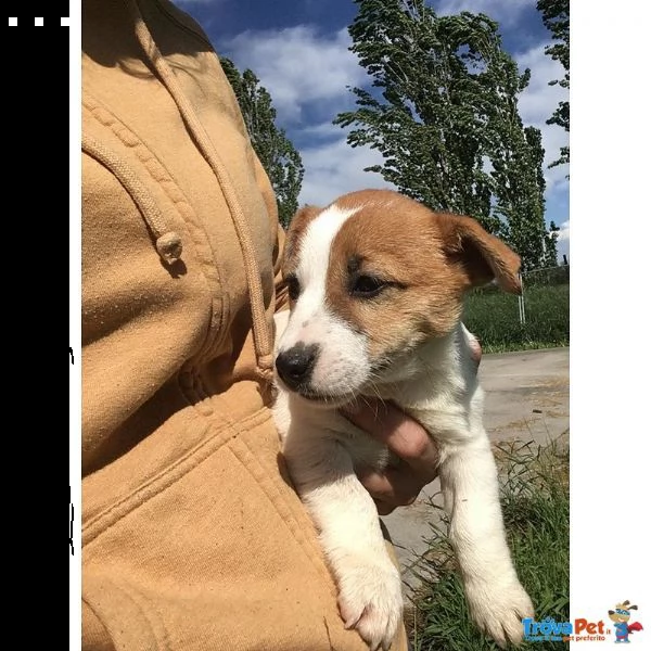 cuccioli di jack russell  allevamento professionale | Foto 0
