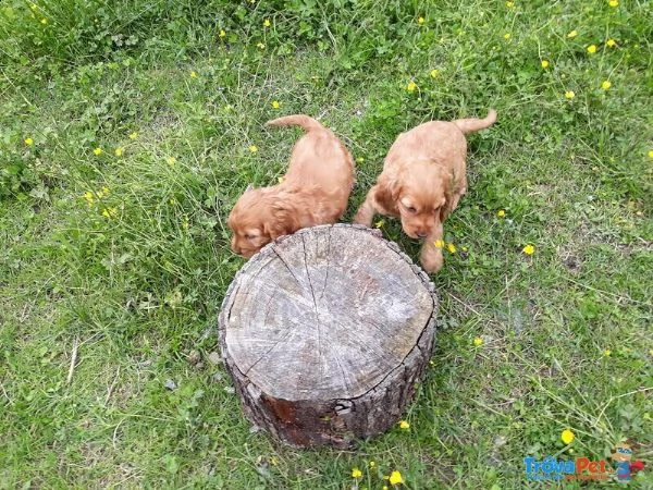 cocker cuccioli allevamento | Foto 0