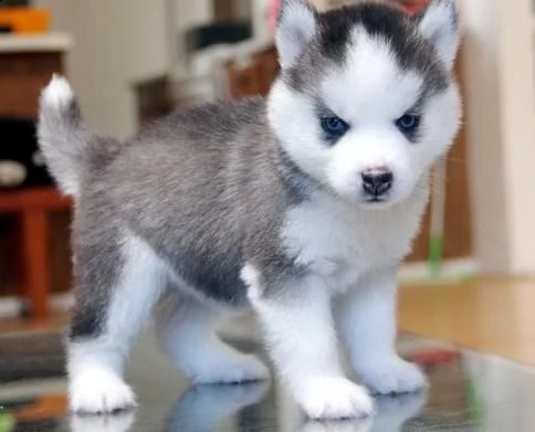 cucciolo husky con pedigree e occhi eterocromi | Foto 0