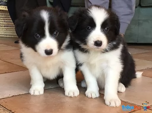 cucciolo di border collie maschio e femmina in vendita da allevamento