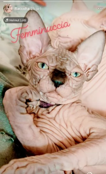 Sphynx cuccioli | Foto 0