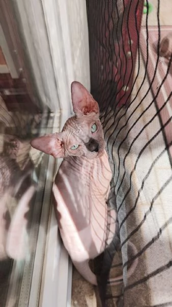 Sphynx cuccioli