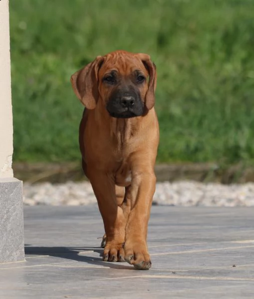 allevamento professionale zanardis riconosciuto encifci cede cuccioli di rhodesian ridgeback