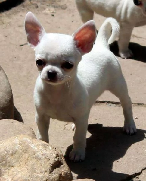 prezioso rifiuti chihuahua adozione regalo