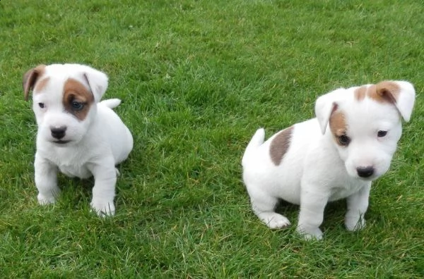 meraviglioso jack russell