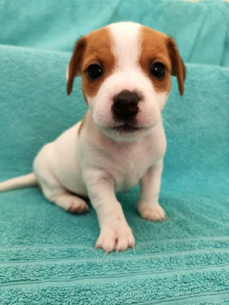 meraviglioso jack russell | Foto 0