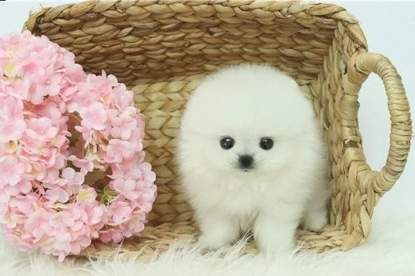 cuccioli di pomerania mini toy
