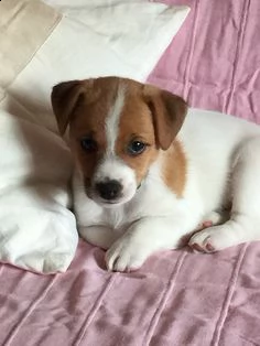  regalo jack russel