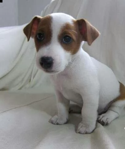  regalo jack russel | Foto 0