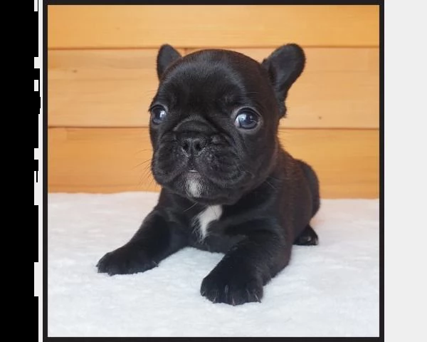 cuccioli bulldog francese  pedigree enci