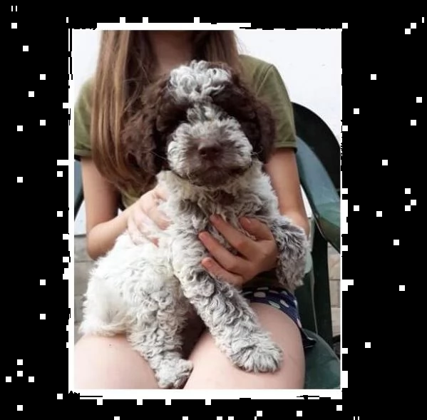 due cuccioli lagotto romagnolo con pedigree roi