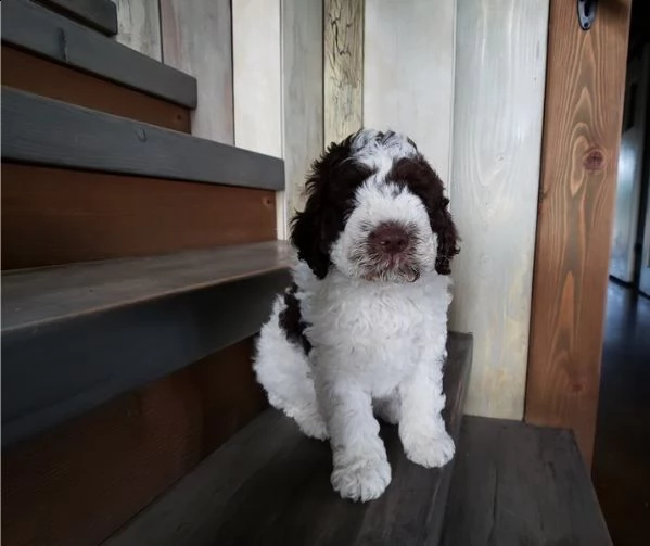 due cuccioli lagotto romagnolo con pedigree roi | Foto 0